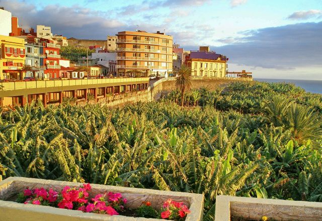 Zdjęcia: Tazacorte, La Palma, Bananowce w blasku słońca !, HISZPANIA Zdjęcia: Tazacorte, La Palma, Bananowce w blasku słońca !, HISZPANIA