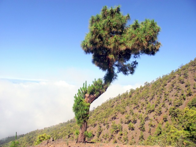 Zdj cia: La Palma, Park Narodowy Caldera de Taburiente, Wyspy Kanaryjskie, Sosenka, HISZPANIA