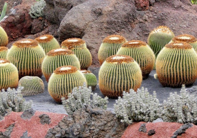 Zdj cia: Lanzarote, Wyspy Kanaryjskie, W kaktusowym ogrodzie., HISZPANIA