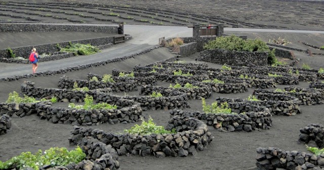 Zdj cia: Lanzarote, Wyspy Kanaryjskie, Lanzaroteskie winnice., HISZPANIA