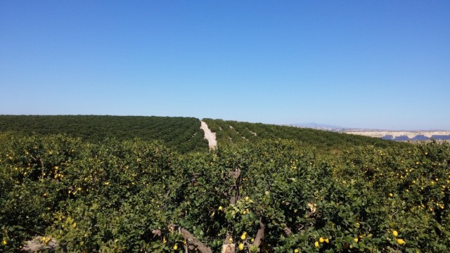 Zdj cia: Pod Murcia, Murcia, Sady pomaranczowe, HISZPANIA