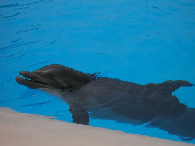 Zdjęcia: Loro Park, Teneryfa, Dolphin:-), HISZPANIA Zdjęcia: Loro Park, Teneryfa, Dolphin:-), HISZPANIA