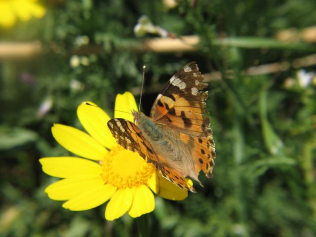 Zdjęcia: Palafrugell, Costa Brava, Mariposa, HISZPANIA Zdjęcia: Palafrugell, Costa Brava, Mariposa, HISZPANIA