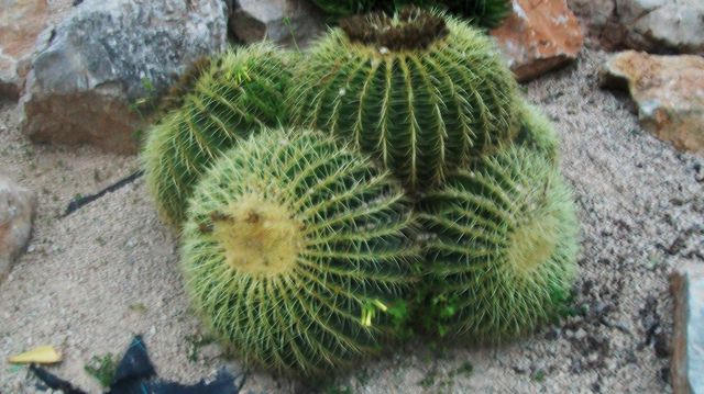 Zdjęcia: Evissa, Ibiza, Kaktusik, HISZPANIA Zdjęcia: Evissa, Ibiza, Kaktusik, HISZPANIA