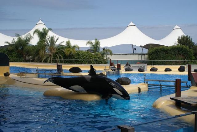 Zdjęcia: Teneryfa, Loro Parque, HISZPANIA Zdjęcia: Teneryfa, Loro Parque, HISZPANIA