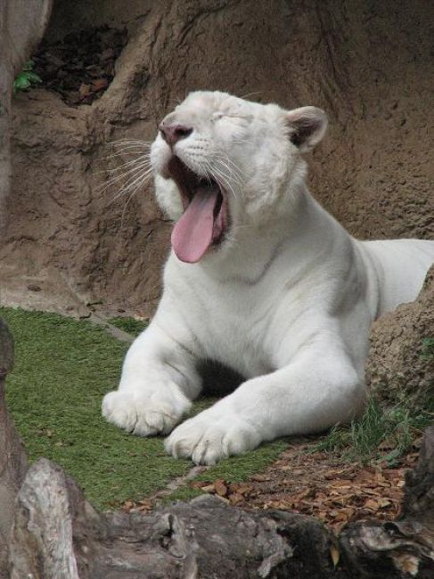 Zdjęcia: Teneryfa, Loro Parque, HISZPANIA Zdjęcia: Teneryfa, Loro Parque, HISZPANIA