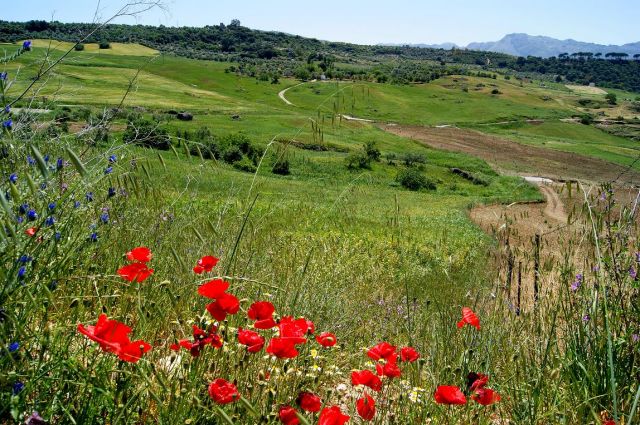 Zdjęcia: Ronda, Andaluzja, Krajobrazy Rondy, HISZPANIA Zdjęcia: Ronda, Andaluzja, Krajobrazy Rondy, HISZPANIA