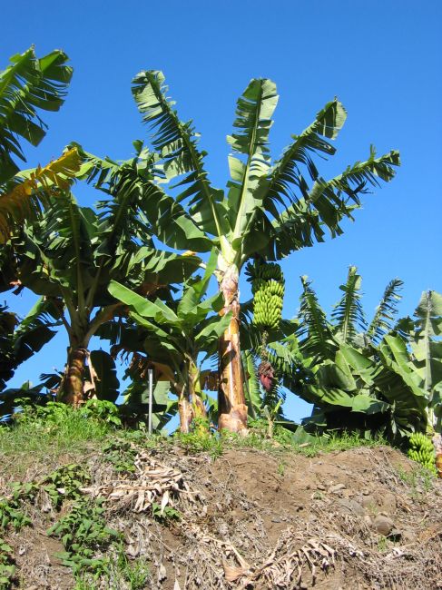 Zdjęcia: Gomera, Wyspy Kanaryjskie, Kanaryjskie banany, HISZPANIA Zdjęcia: Gomera, Wyspy Kanaryjskie, Kanaryjskie banany, HISZPANIA