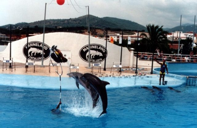 Zdjęcia: Marineland - Catalunya, Costa D'en Blanes, Pokazy delfinów., HISZPANIA Zdjęcia: Marineland - Catalunya, Costa D'en Blanes, Pokazy delfinów., HISZPANIA