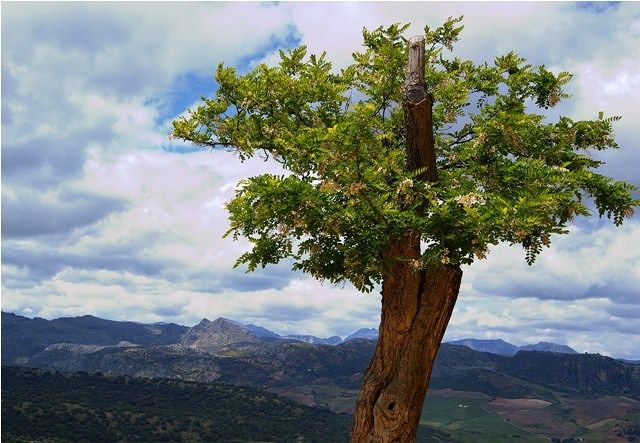 Zdjęcia: Ronda, Andaluzja, Krajobraz z drzewkiem, HISZPANIA Zdjęcia: Ronda, Andaluzja, Krajobraz z drzewkiem, HISZPANIA