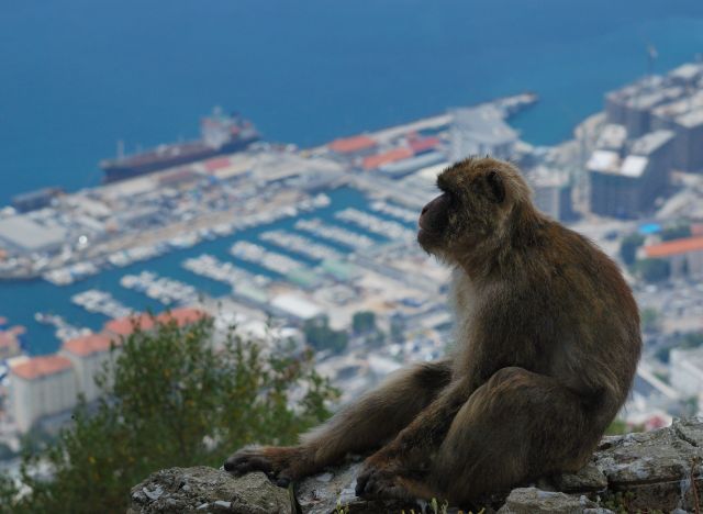 Zdjęcia: Gibraltar, Andaluzja, widok na zatoke, HISZPANIA Zdjęcia: Gibraltar, Andaluzja, widok na zatoke, HISZPANIA