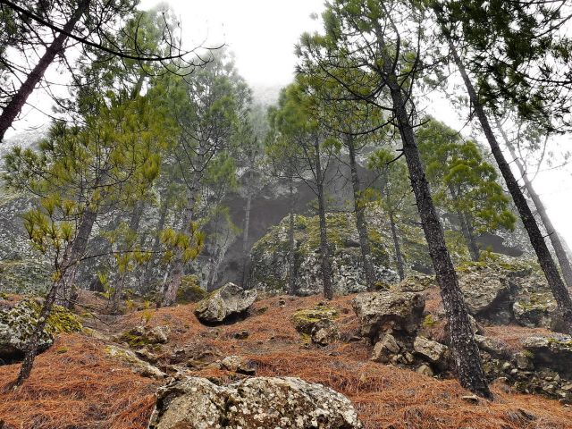 Zdjęcia: Gran Canaria, Gran Canaria, Skała we mgle, HISZPANIA Zdjęcia: Gran Canaria, Gran Canaria, Skała we mgle, HISZPANIA