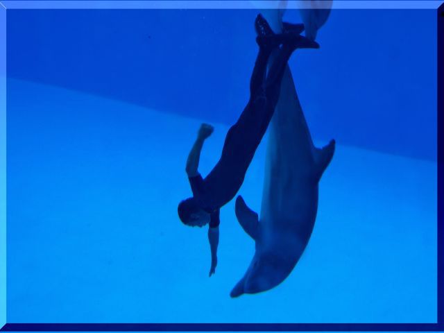 Zdjęcia: Palmitos Park, Gran Canaria, Przez szybę delfinarium - w pełnej harmonii, HISZPANIA Zdjęcia: Palmitos Park, Gran Canaria, Przez szybę delfinarium - w pełnej harmonii, HISZPANIA