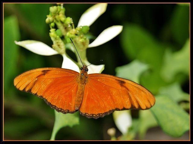 Zdjęcia: Palmitos Park, Gran Canaria, Motylek, HISZPANIA Zdjęcia: Palmitos Park, Gran Canaria, Motylek, HISZPANIA