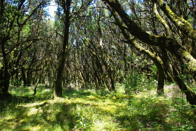 Zdjęcia: Parque Garajonay, Wyspy Kanaryjskie, La Gomera, Parque Garajonay, HISZPANIA Zdjęcia: Parque Garajonay, Wyspy Kanaryjskie, La Gomera, Parque Garajonay, HISZPANIA