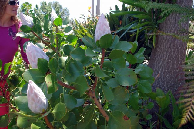 Zdjęcia: Ogród botaniczny w Agulo, Wyspy Kanaryjskie, La Gomera, Jeszcze w pąkach, HISZPANIA Zdjęcia: Ogród botaniczny w Agulo, Wyspy Kanaryjskie, La Gomera, Jeszcze w pąkach, HISZPANIA