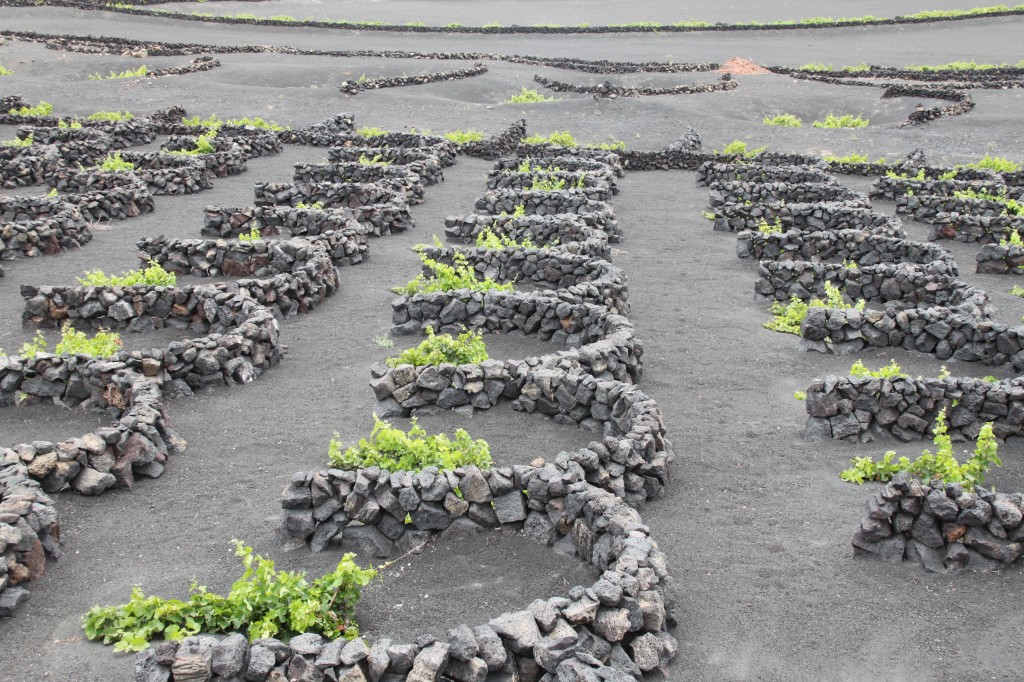 Zdjęcia: La Geria, Lanzarote, Winnice, HISZPANIA Zdjęcia: La Geria, Lanzarote, Winnice, HISZPANIA