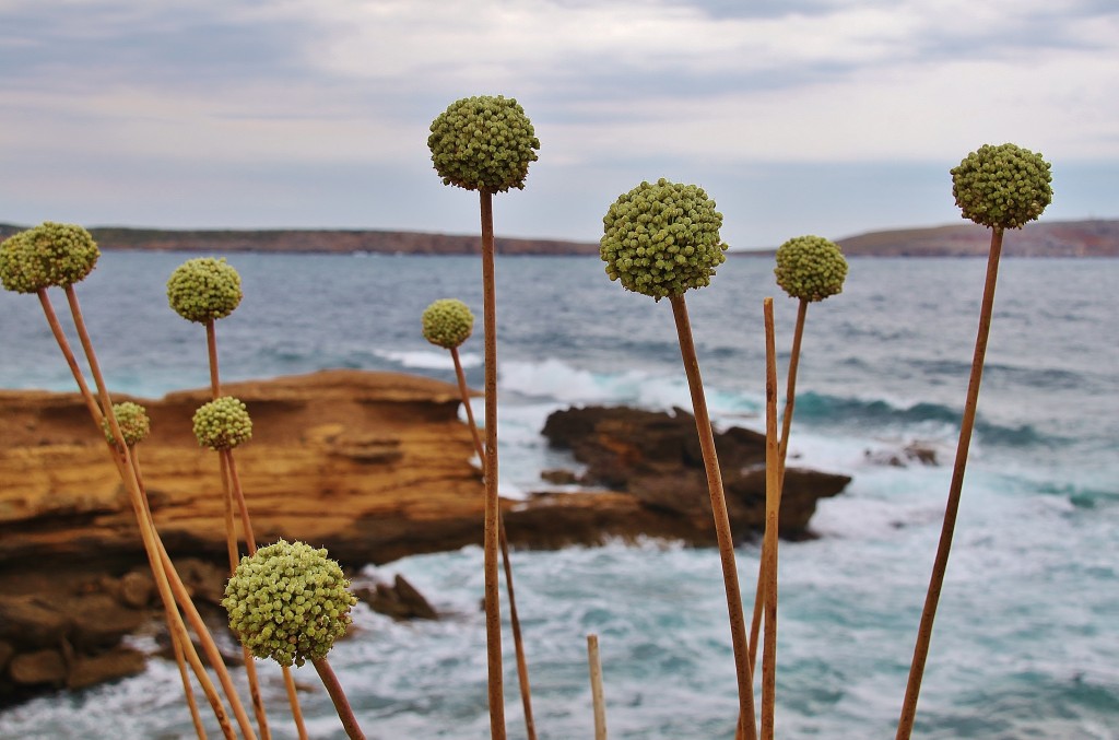 Zdjęcia: Minorka, Z morzem w tle, HISZPANIA Zdjęcia: Minorka, Z morzem w tle, HISZPANIA