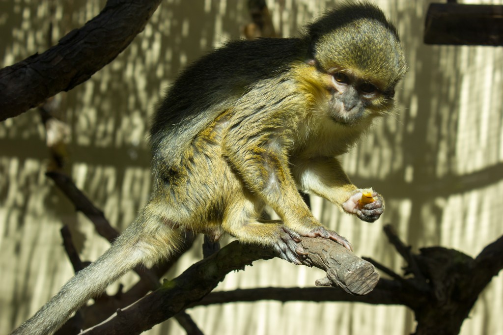 Zdjęcia: Palmitos Park, Gran Canaria, Dzien dobry, HISZPANIA Zdjęcia: Palmitos Park, Gran Canaria, Dzien dobry, HISZPANIA
