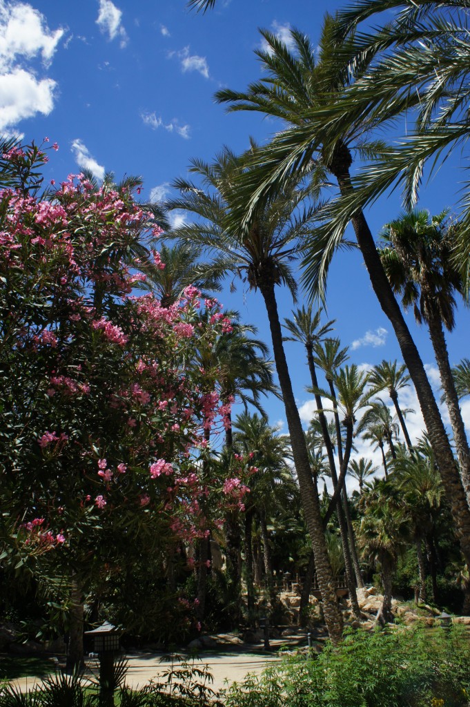 Zdjęcia: Alicante, Costa Blanca, W palmowym gaju, HISZPANIA Zdjęcia: Alicante, Costa Blanca, W palmowym gaju, HISZPANIA