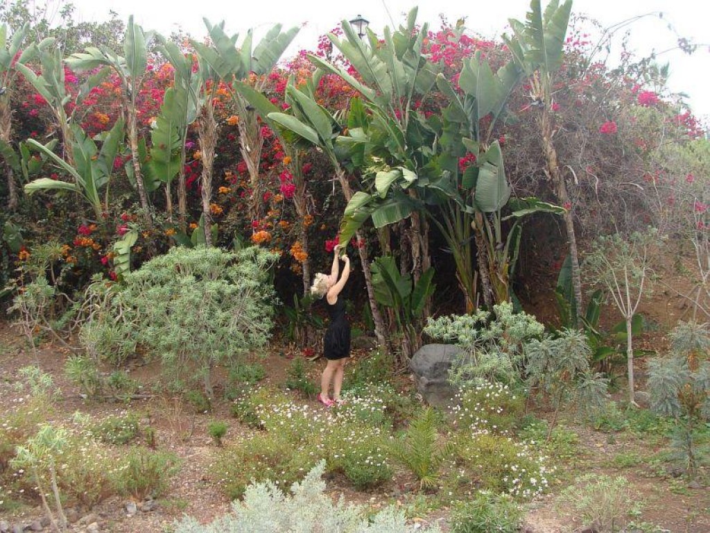 Zdjęcia: puerto de la cruz, teneryfa, wonderland, HISZPANIA Zdjęcia: puerto de la cruz, teneryfa, wonderland, HISZPANIA