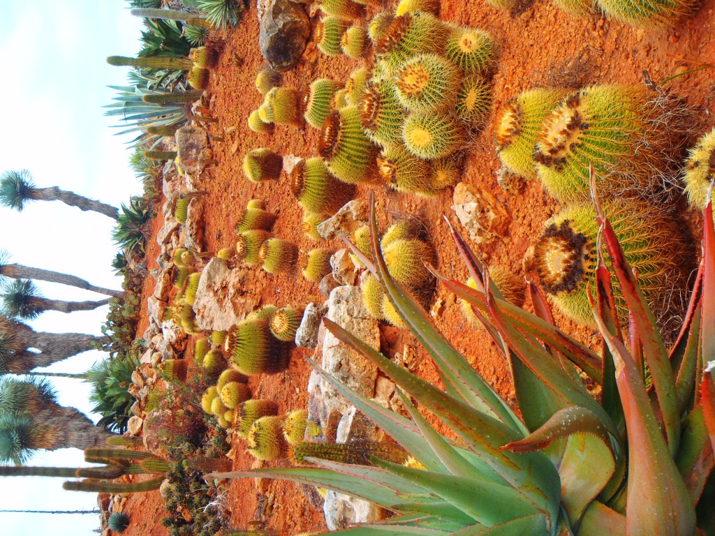 Zdjęcia: Ses Salines, Majorka, Botanicactus, HISZPANIA Zdjęcia: Ses Salines, Majorka, Botanicactus, HISZPANIA