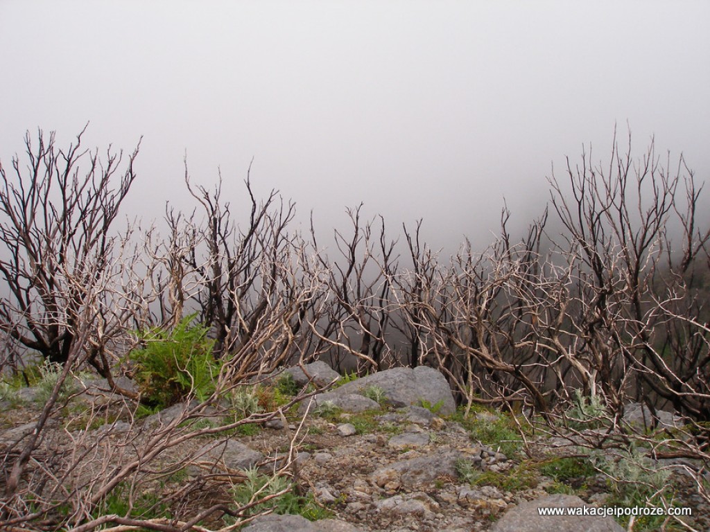 Zdjęcia: La Gomera, Wyspy kanarysjkie, La Gomera po pożarach , HISZPANIA Zdjęcia: La Gomera, Wyspy kanarysjkie, La Gomera po pożarach , HISZPANIA