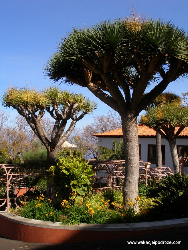 Zdjęcia: Teneryfa, Wyspy kanaryjskie, Smocze drzewa ..., HISZPANIA Zdjęcia: Teneryfa, Wyspy kanaryjskie, Smocze drzewa ..., HISZPANIA