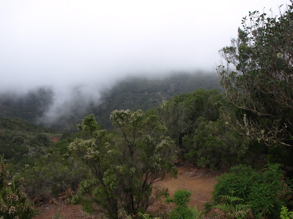 Zdjęcia: Centrum Wyspy, La Gomera, Lasy Laurowe , HISZPANIA Zdjęcia: Centrum Wyspy, La Gomera, Lasy Laurowe , HISZPANIA