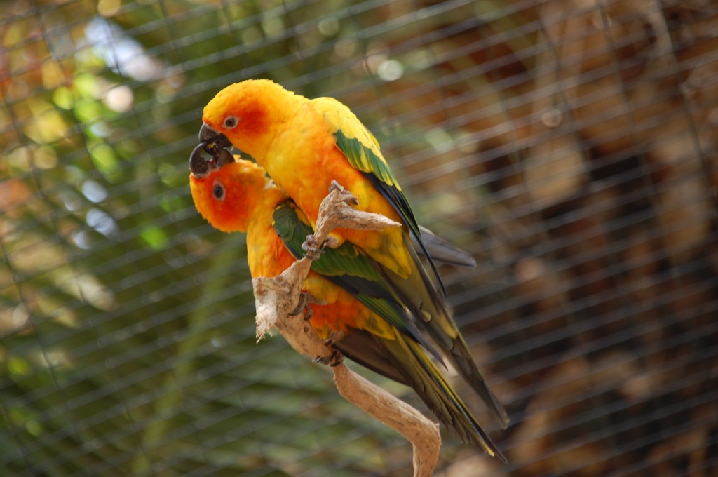 Zdjęcia: Gran Canaria., :-***, HISZPANIA Zdjęcia: Gran Canaria., :-***, HISZPANIA