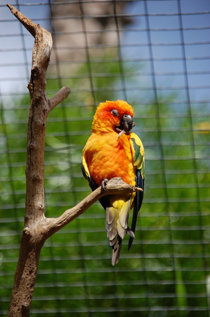 Zdjęcia: Gran Canaria., Orange., HISZPANIA Zdjęcia: Gran Canaria., Orange., HISZPANIA