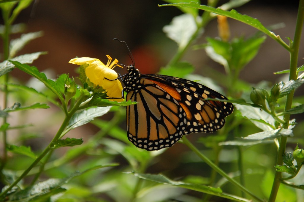 Zdjęcia: Gran Canaria, Motyl., HISZPANIA Zdjęcia: Gran Canaria, Motyl., HISZPANIA