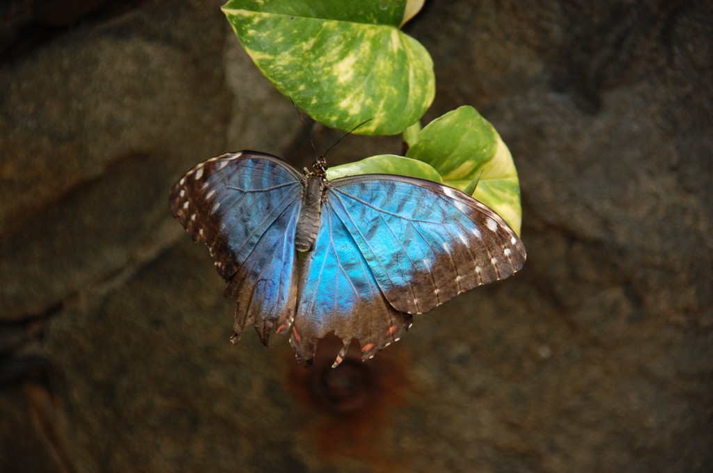 Zdjęcia: Gran Canaria, Ciemny motyl., HISZPANIA Zdjęcia: Gran Canaria, Ciemny motyl., HISZPANIA
