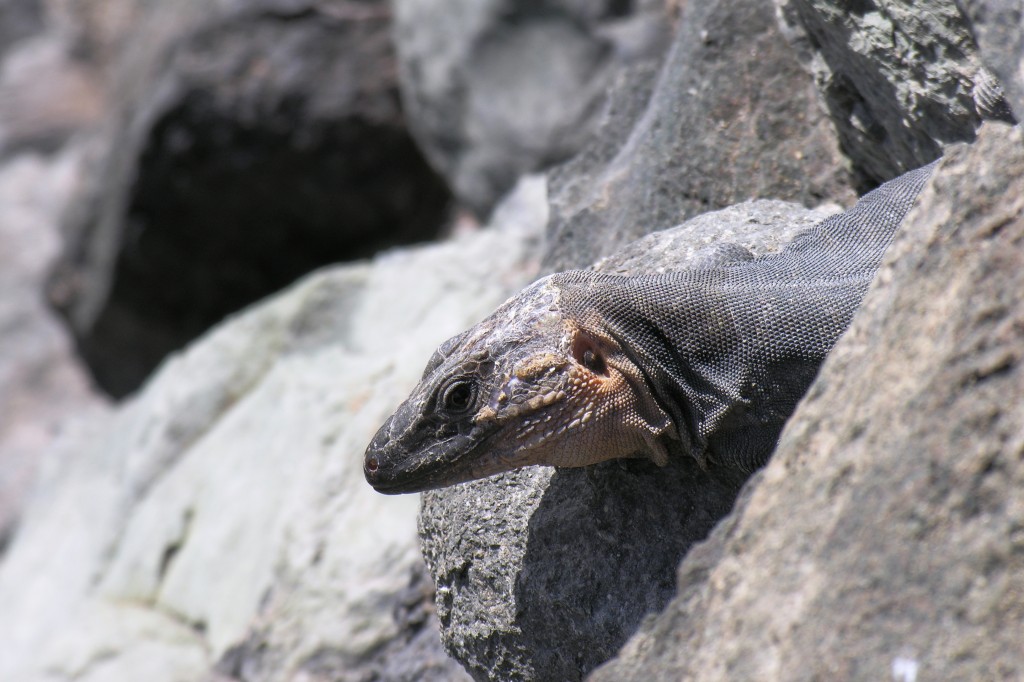 Zdjęcia: Gran Canaria, Wyspy Kanaryjskie, Waran, HISZPANIA Zdjęcia: Gran Canaria, Wyspy Kanaryjskie, Waran, HISZPANIA