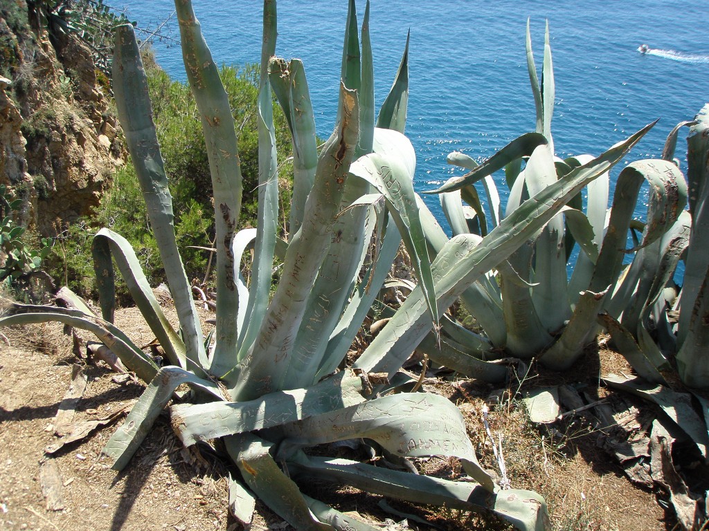 Zdjęcia: barcelona , katalonia , moje, HISZPANIA Zdjęcia: barcelona , katalonia , moje, HISZPANIA