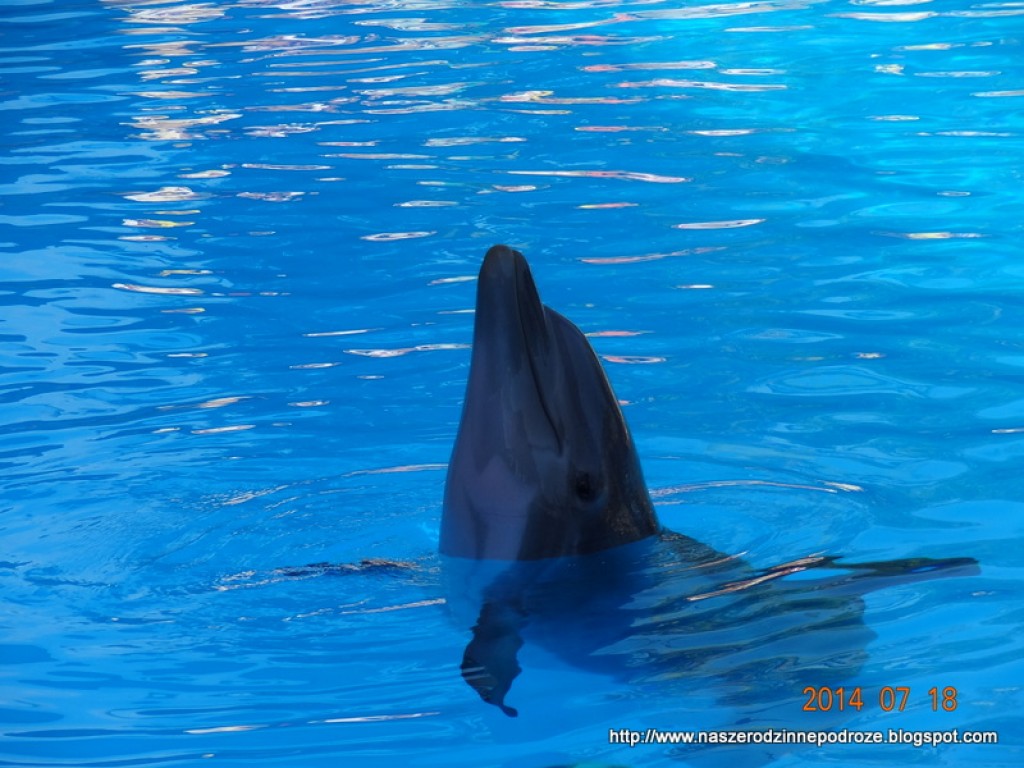 Zdjęcia: Loro Park, Loro Park, Delfin, HISZPANIA Zdjęcia: Loro Park, Loro Park, Delfin, HISZPANIA