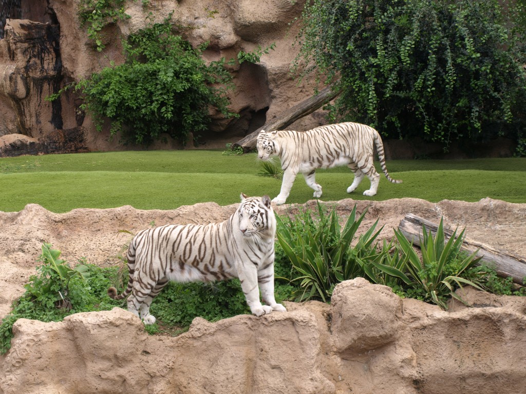 Zdjęcia: Loro Parque, teneryfa, Srebrne Koteczki, HISZPANIA Zdjęcia: Loro Parque, teneryfa, Srebrne Koteczki, HISZPANIA