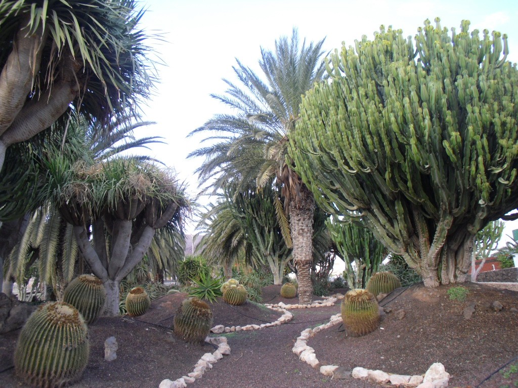 Zdjęcia: MORRO JABLE, FUERTEVENTURA, ROSLINNOSC WYSPY KANARYSJKIE, HISZPANIA Zdjęcia: MORRO JABLE, FUERTEVENTURA, ROSLINNOSC WYSPY KANARYSJKIE, HISZPANIA