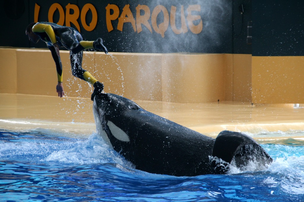 Zdjęcia: Loro Parque, Teneryfa, No to hop, HISZPANIA Zdjęcia: Loro Parque, Teneryfa, No to hop, HISZPANIA