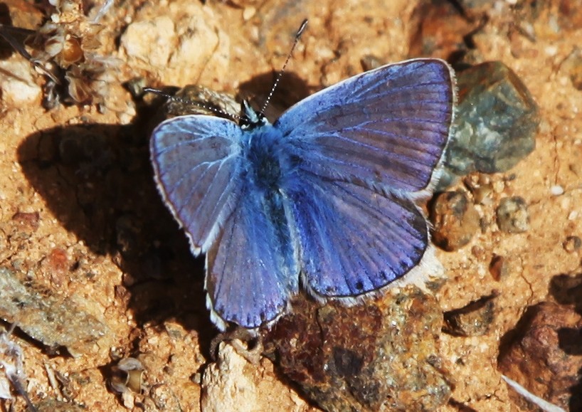 Zdjęcia: Betancuria, Fuerteventura/Wyspy Kanaryjskie, Modraszek Ikar, HISZPANIA Zdjęcia: Betancuria, Fuerteventura/Wyspy Kanaryjskie, Modraszek Ikar, HISZPANIA