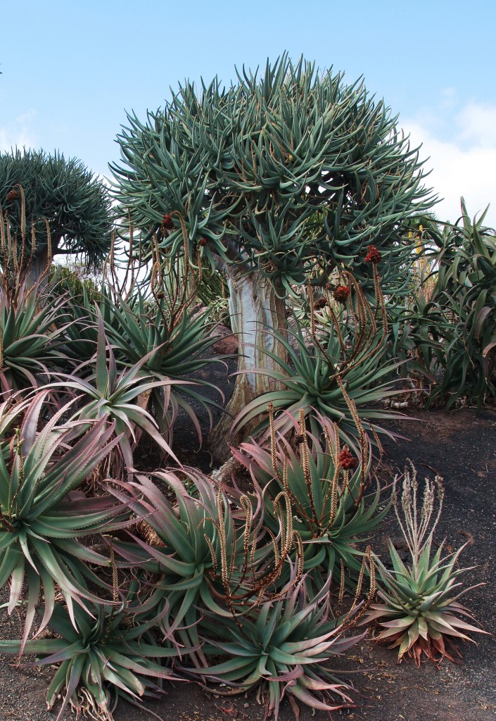 Zdjęcia: Oasis Park, Fuerteventura/Wyspy Kanaryjskie, Aloesy, HISZPANIA Zdjęcia: Oasis Park, Fuerteventura/Wyspy Kanaryjskie, Aloesy, HISZPANIA