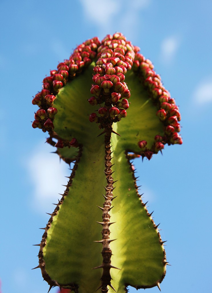 Zdjęcia: Antigua, Fuerteventura/Wyspy Kanaryjskie, Strzałka, HISZPANIA Zdjęcia: Antigua, Fuerteventura/Wyspy Kanaryjskie, Strzałka, HISZPANIA