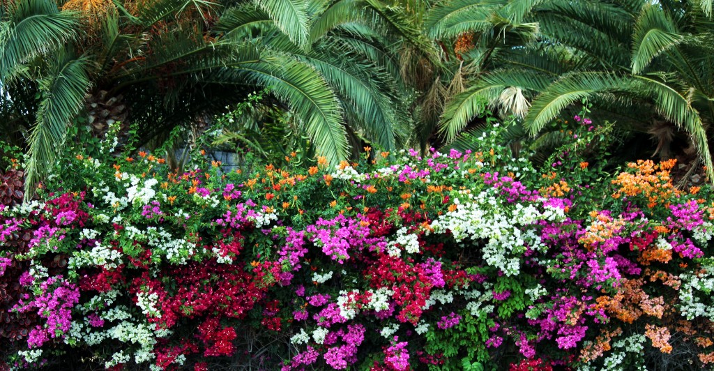 Zdjęcia: Oasis Park, Fuerteventura/Wyspy Kanaryjskie, Egzotyczny żywopłot, HISZPANIA Zdjęcia: Oasis Park, Fuerteventura/Wyspy Kanaryjskie, Egzotyczny żywopłot, HISZPANIA