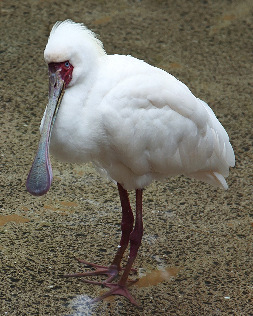 Zdjęcia: Oasis Park, Fuerteventura/Wyspy Kanaryjskie, Warzęcha czerwonolica, HISZPANIA Zdjęcia: Oasis Park, Fuerteventura/Wyspy Kanaryjskie, Warzęcha czerwonolica, HISZPANIA