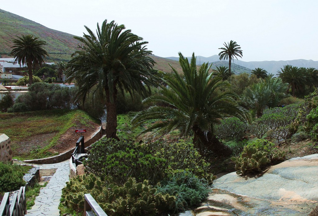 Zdjęcia: Betancuria, Fuerteventura/Wyspy Kanaryjskie, W parku, HISZPANIA Zdjęcia: Betancuria, Fuerteventura/Wyspy Kanaryjskie, W parku, HISZPANIA