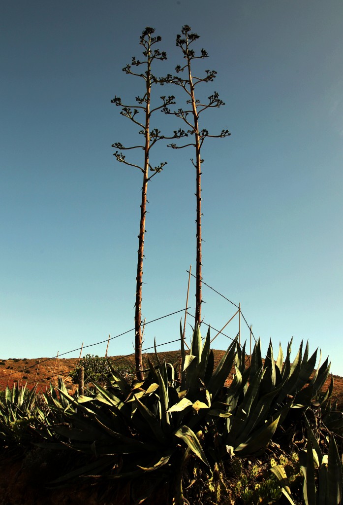 Zdjęcia: Betancuria, Fuerteventura/Wyspy Kanaryjskie, Kiedyś sznurek sizalowy, a dzisiaj?, HISZPANIA Zdjęcia: Betancuria, Fuerteventura/Wyspy Kanaryjskie, Kiedyś sznurek sizalowy, a dzisiaj?, HISZPANIA