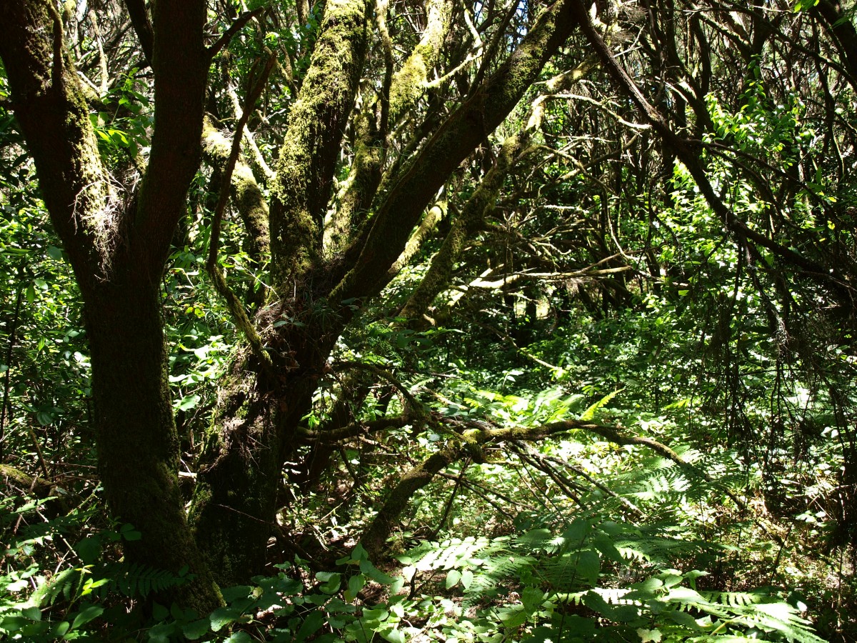 Zdjęcia: La Gomera, Wyspy Kanaryjskie, Park Narodowy Garajonay 2, HISZPANIA Zdjęcia: La Gomera, Wyspy Kanaryjskie, Park Narodowy Garajonay 2, HISZPANIA