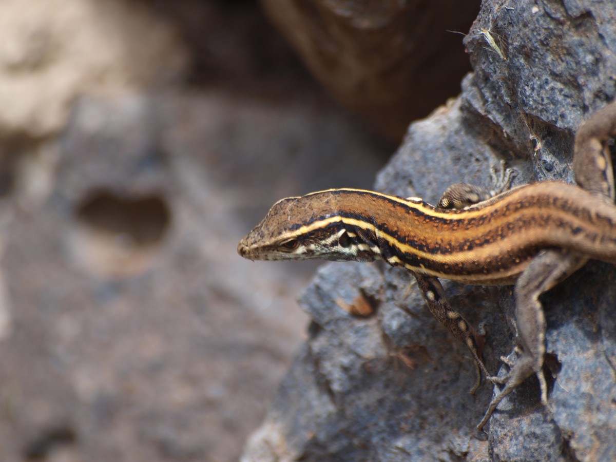 Zdjęcia: La Gomera, Wyspy Kanaryjskie, w królestwie jaszczurek 1, HISZPANIA Zdjęcia: La Gomera, Wyspy Kanaryjskie, w królestwie jaszczurek 1, HISZPANIA