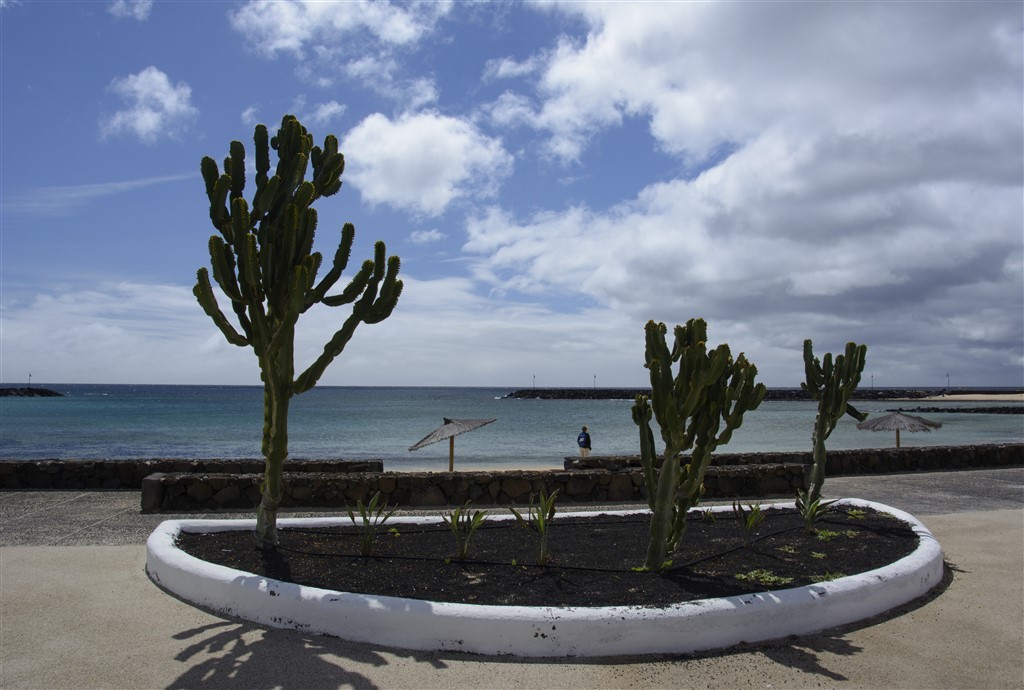 Zdjęcia: Costa Teguise, Lanzarote, egzotyczny klombik, HISZPANIA Zdjęcia: Costa Teguise, Lanzarote, egzotyczny klombik, HISZPANIA
