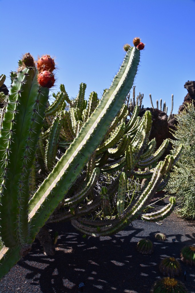 Zdjęcia: Lanzarote, Wyspy Kanaryjskie, ogród botaniczny, HISZPANIA Zdjęcia: Lanzarote, Wyspy Kanaryjskie, ogród botaniczny, HISZPANIA